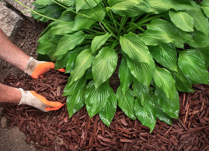15 Best Hacks For Landscaping With Hostas And Daylilies - Shrubhub
