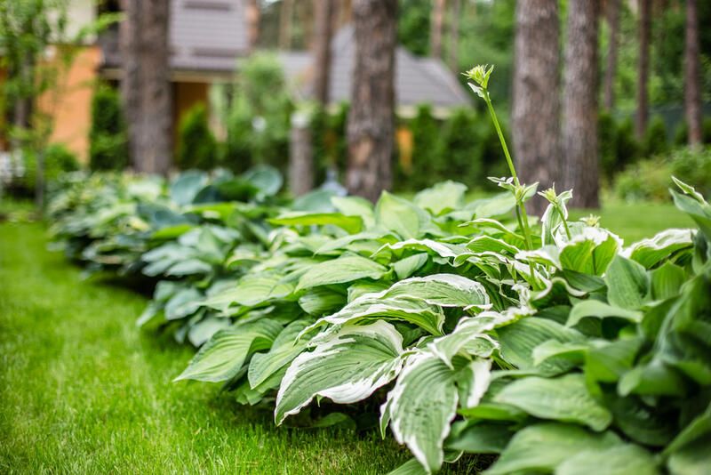 15 Best Hacks For Landscaping With Hostas And Daylilies - Shrubhub