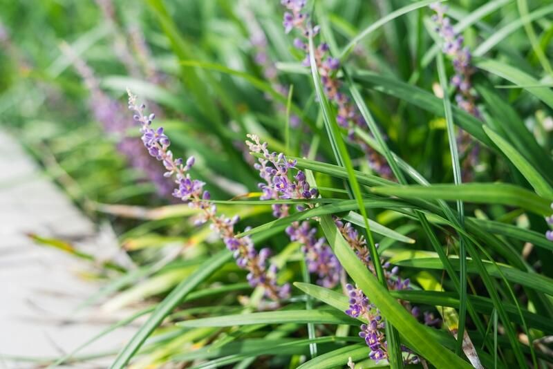 Poolside Landscaping Ideas For a Stunning Garden Focal Point - Shrubhub