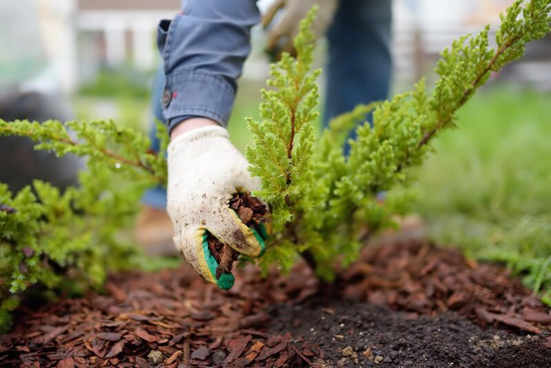 Your Guide to Landscape Mulch: What Is Mulch and How to Use It in Your Garden? - Shrubhub