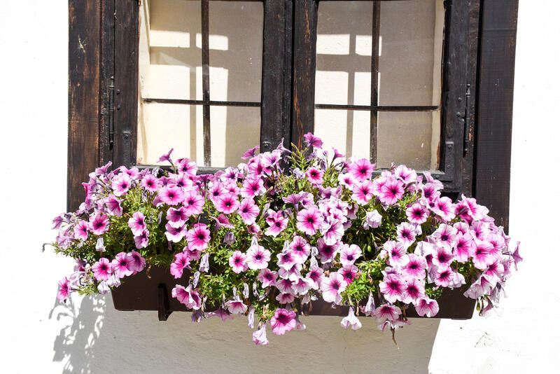 Window Planters for Gorgeous Blooms - Shrubhub