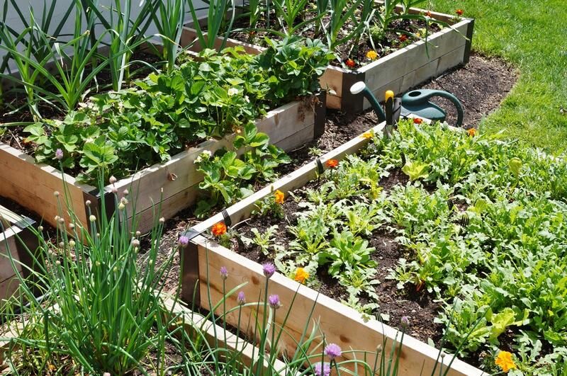 Grow It Yourself: Raised Vegetable Gardens - Shrubhub