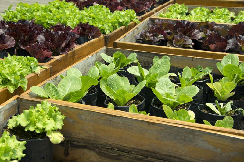 Grow It Yourself: Raised Vegetable Gardens - Shrubhub