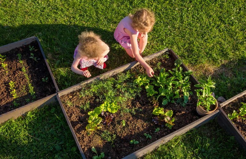 Grow It Yourself: Raised Vegetable Gardens - Shrubhub