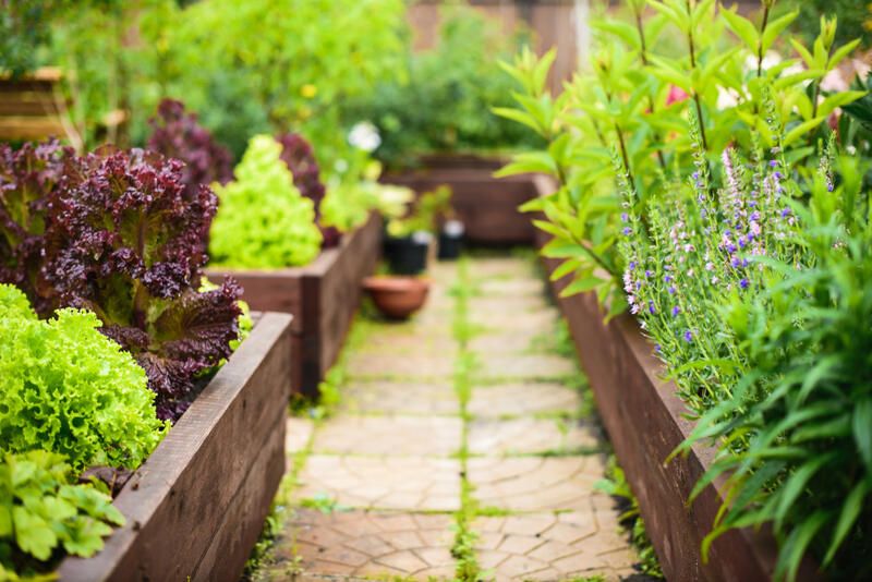 Grow It Yourself: Raised Vegetable Gardens - Shrubhub