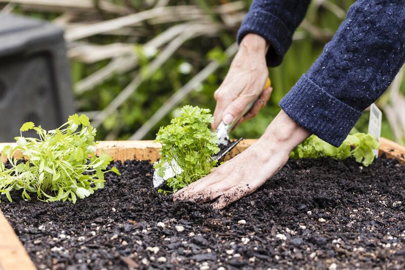 Grow It Yourself: Raised Vegetable Gardens - Shrubhub