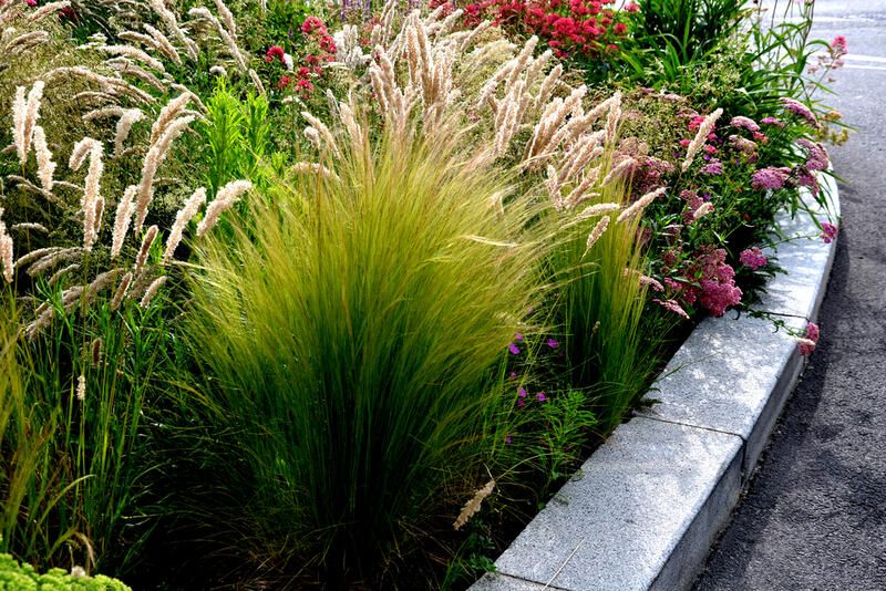 Tall grasses sales for privacy