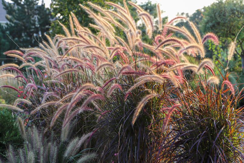 Your How-To Guide on Tall Grasses for Privacy - Shrubhub