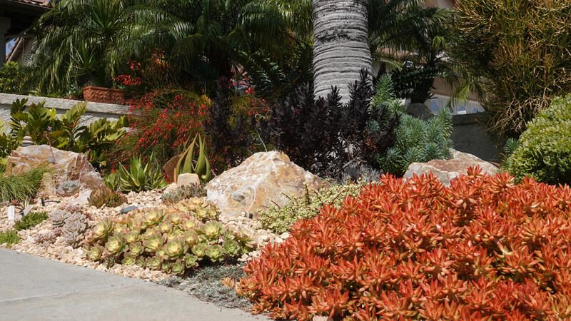 The Ultimate Drought Tolerant Plants for The Driest Locations - Shrubhub