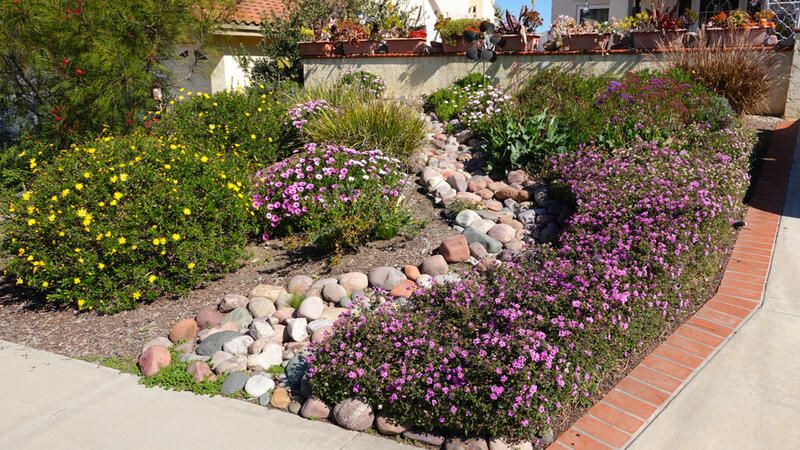 The Ultimate Drought Tolerant Plants for The Driest Locations - Shrubhub