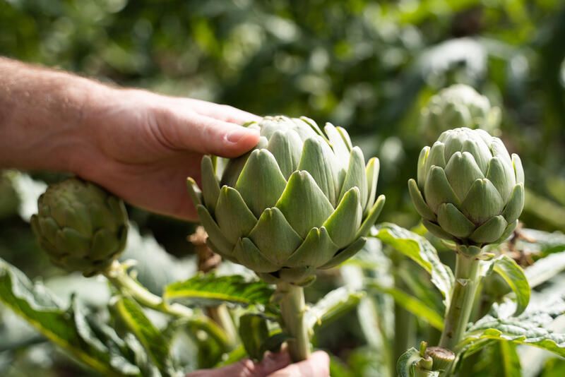 The Ultimate Drought Tolerant Plants for The Driest Locations - Shrubhub