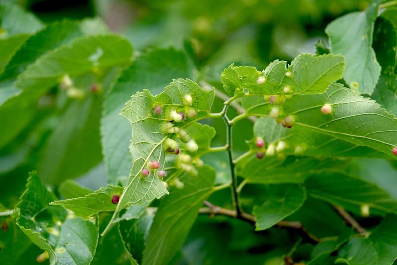 The Ultimate Drought Tolerant Plants for The Driest Locations - Shrubhub