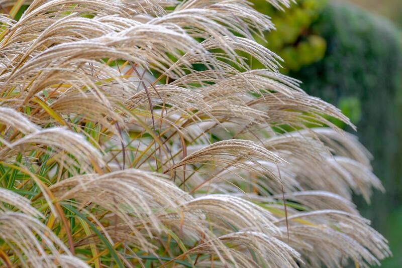 The Ultimate Drought Tolerant Plants for The Driest Locations - Shrubhub