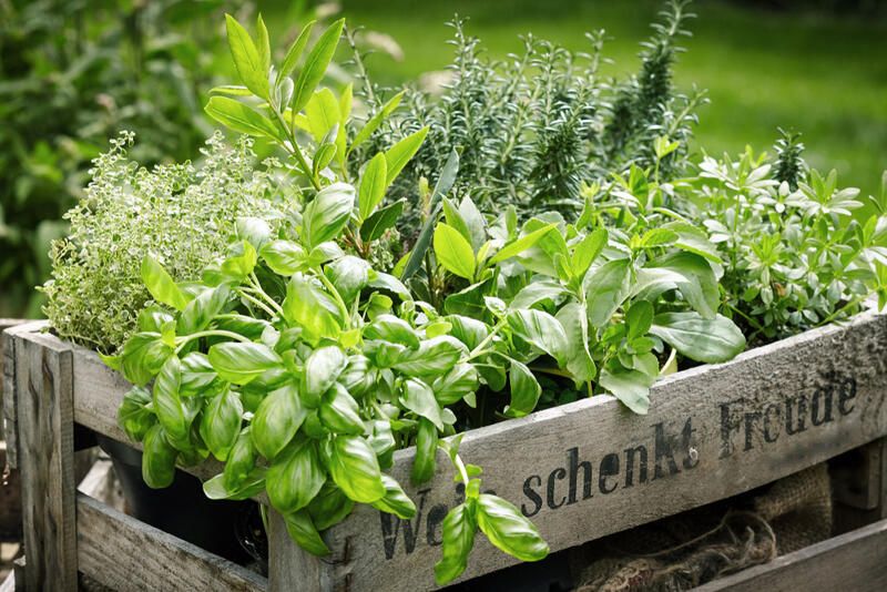 25 Outdoor Herb Garden Ideas For A Healthy Aromatic Crop All Year Long - Shrubhub