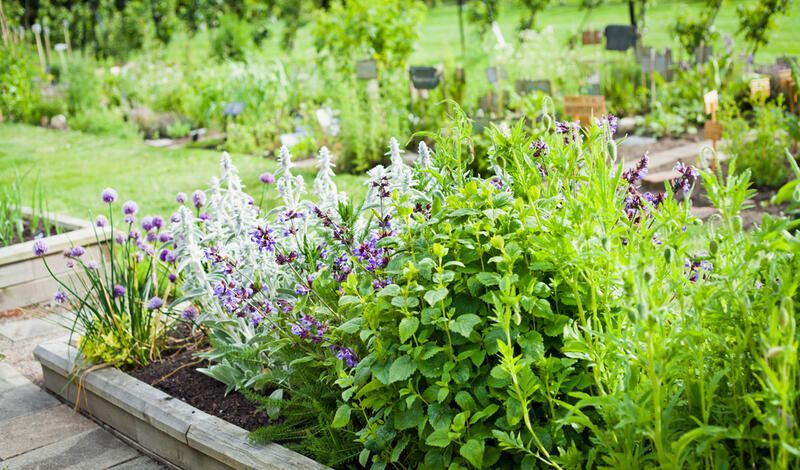 25 Outdoor Herb Garden Ideas For A Healthy Aromatic Crop All Year Long - Shrubhub