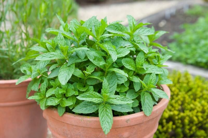 25 Outdoor Herb Garden Ideas For A Healthy Aromatic Crop All Year Long - Shrubhub