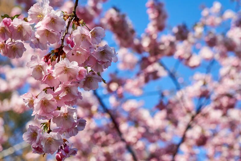 10 Pink Flowering Spring Trees For A Garden Full Of Life - Shrubhub