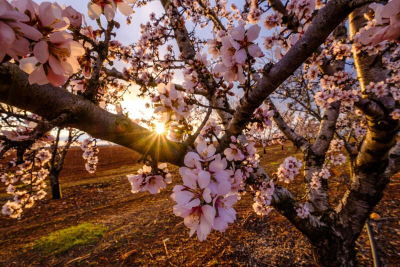 10 Pink Flowering Spring Trees For A Garden Full Of Life - Shrubhub