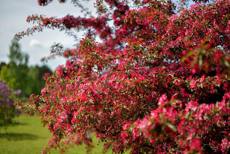 10 Pink Flowering Spring Trees For A Garden Full Of Life - Shrubhub