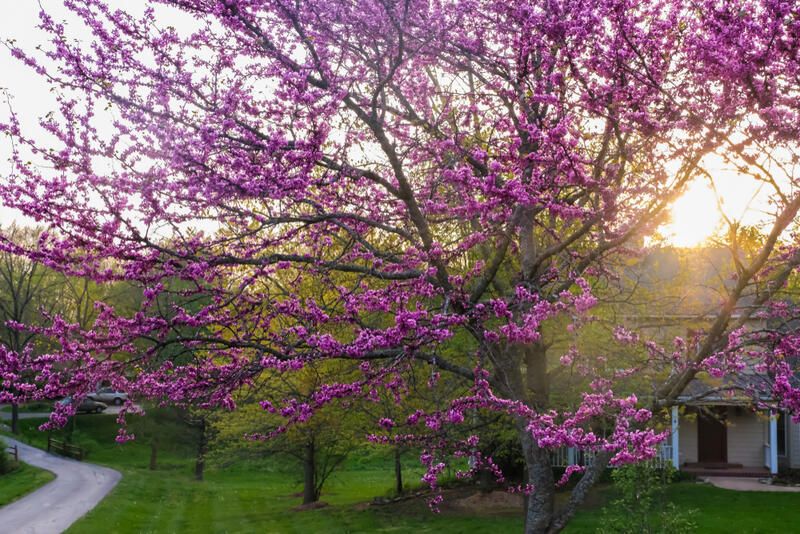 10 Pink Flowering Spring Trees For A Garden Full Of Life - Shrubhub