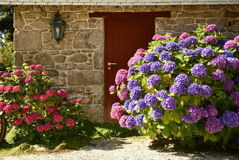 English Cottage Gardens: Create a Dreamy Cottage Garden With ShrubHub! - Shrubhub