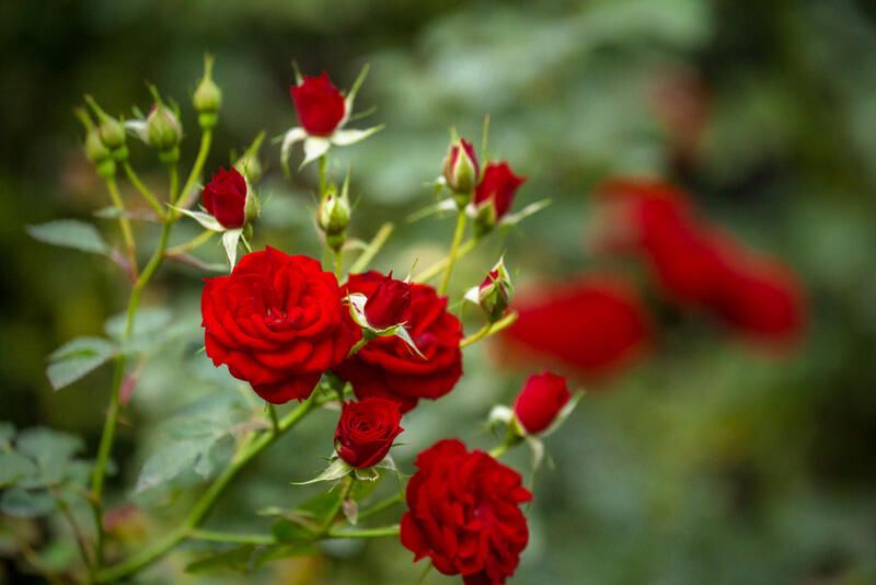 How To Care For Roses: Gardening Tips On Growing Rose Bushes - Shrubhub