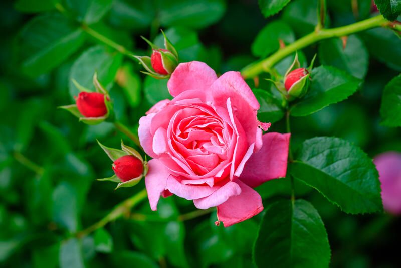 How To Care For Roses: Gardening Tips On Growing Rose Bushes - Shrubhub