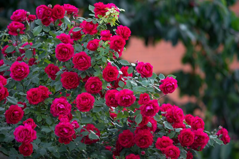 How To Care For Roses: Gardening Tips On Growing Rose Bushes - Shrubhub