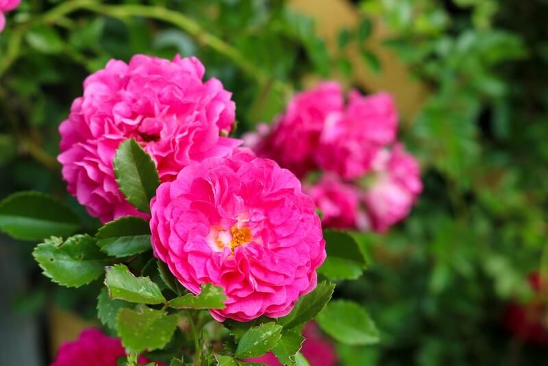 How To Care For Roses: Gardening Tips On Growing Rose Bushes - Shrubhub