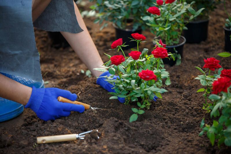 How To Care For Roses: Gardening Tips On Growing Rose Bushes - Shrubhub