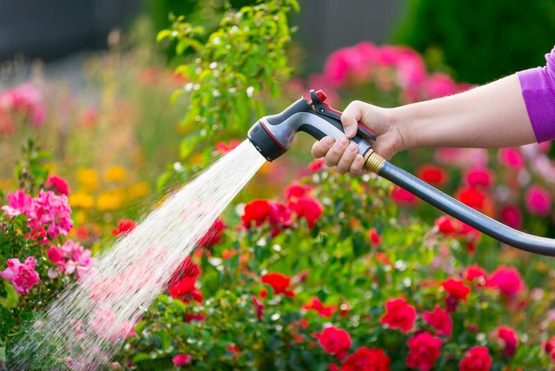 How To Care For Roses: Gardening Tips On Growing Rose Bushes - Shrubhub