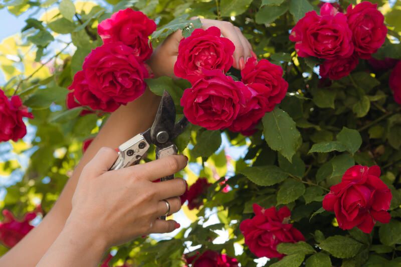 How To Care For Roses: Gardening Tips On Growing Rose Bushes - Shrubhub