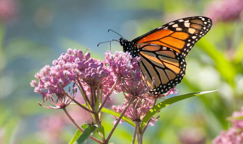 The Ultimate Guide To Growing Milkweed Species - Shrubhub