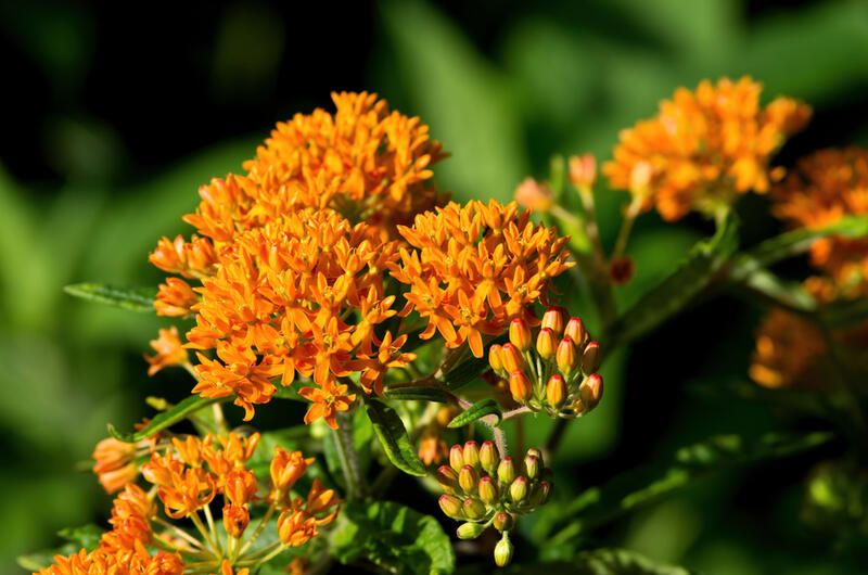 The Ultimate Guide To Growing Milkweed Species - Shrubhub