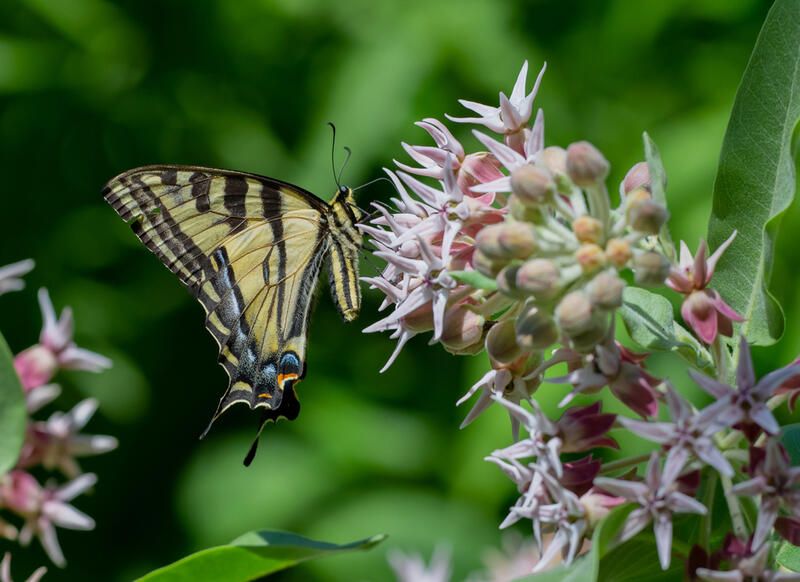 The Ultimate Guide To Growing Milkweed Species - Shrubhub