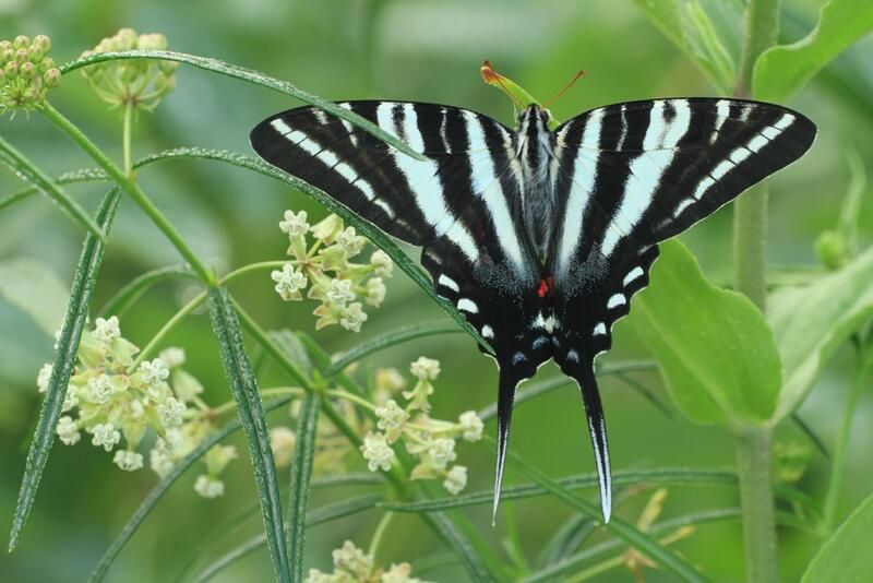 The Ultimate Guide To Growing Milkweed Species - Shrubhub