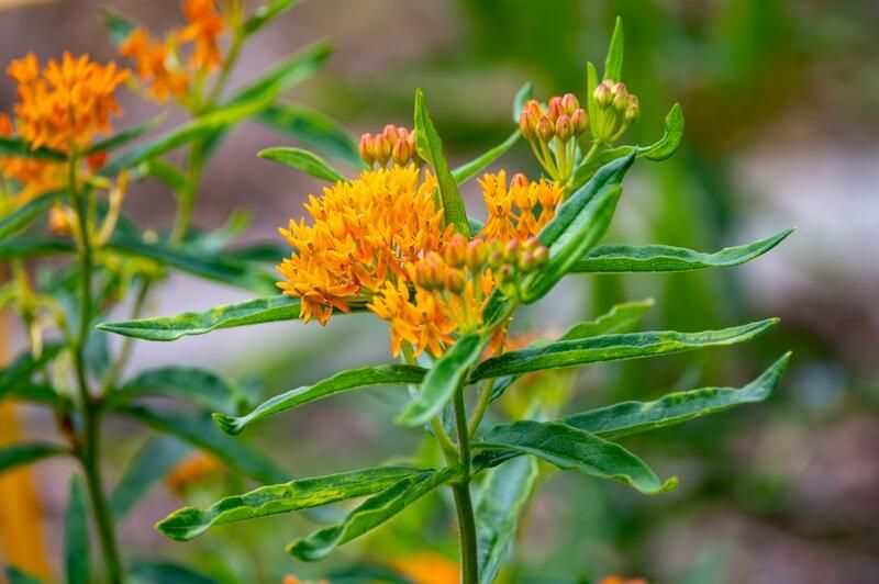 The Ultimate Guide To Growing Milkweed Species - Shrubhub