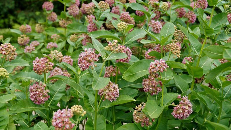 The Ultimate Guide To Growing Milkweed Species - Shrubhub