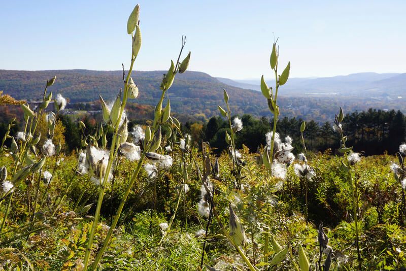 The Ultimate Guide To Growing Milkweed Species - Shrubhub