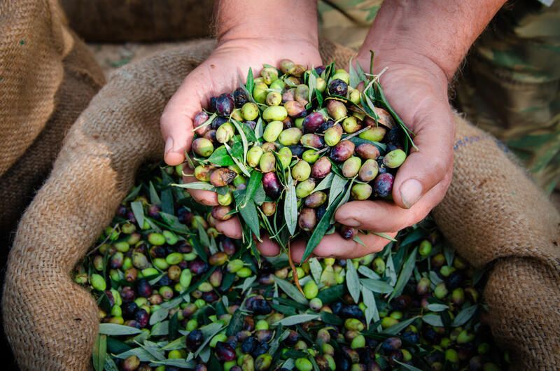 Why Does Your Yard Need Olive Trees? - Shrubhub