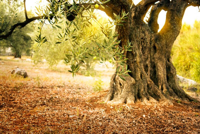 Why Does Your Yard Need Olive Trees? - Shrubhub