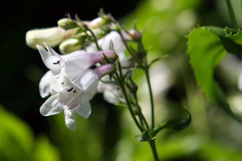 26 Full Sun Drought Tolerant Plants That Will Add Color To Your Garden - Shrubhub