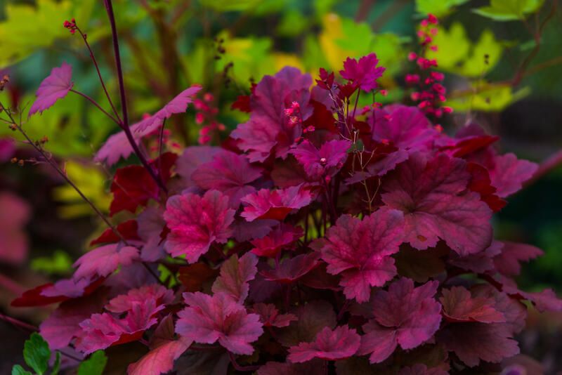 26 Full Sun Drought Tolerant Plants That Will Add Color To Your Garden - Shrubhub