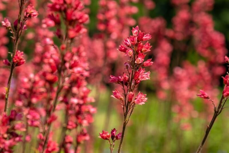 26 Full Sun Drought Tolerant Plants That Will Add Color To Your Garden - Shrubhub