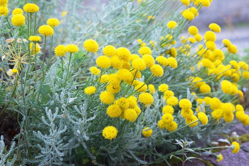 26 Full Sun Drought Tolerant Plants That Will Add Color To Your Garden - Shrubhub