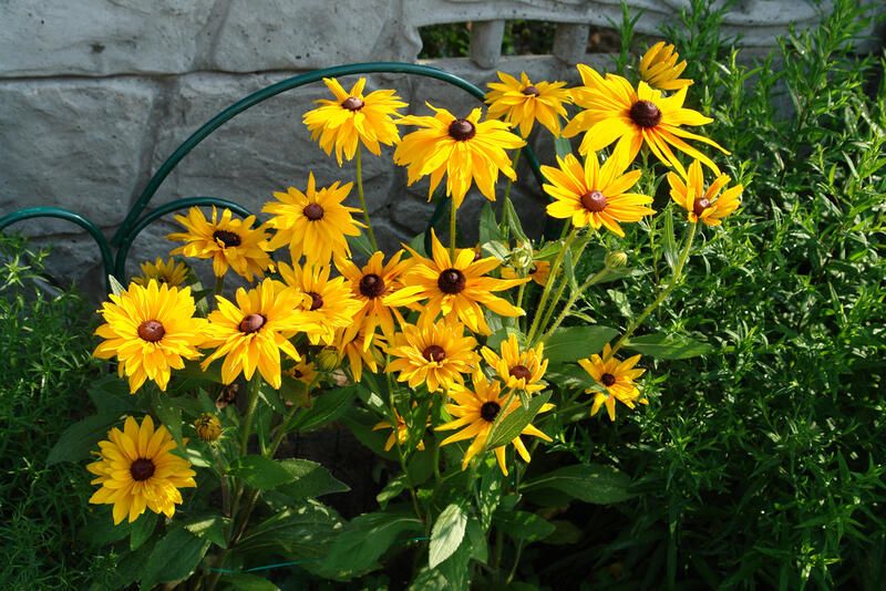 26 Full Sun Drought Tolerant Plants That Will Add Color To Your Garden - Shrubhub