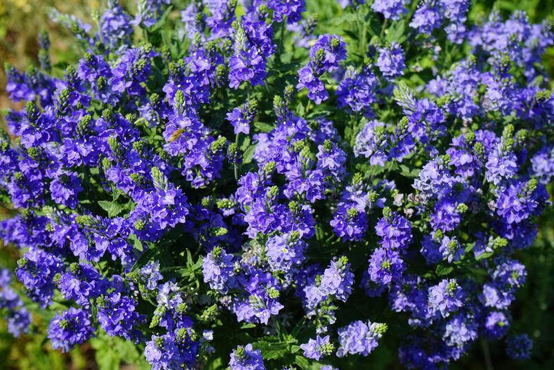 26 Full Sun Drought Tolerant Plants That Will Add Color To Your Garden - Shrubhub