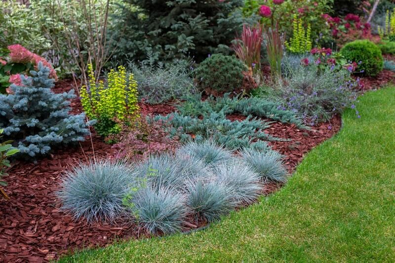 26 Full Sun Drought Tolerant Plants That Will Add Color To Your Garden - Shrubhub