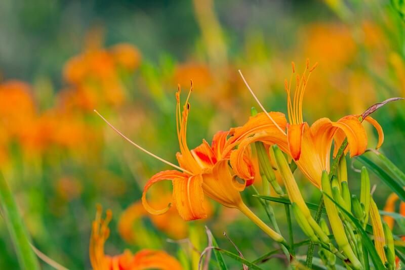 26 Full Sun Drought Tolerant Plants That Will Add Color To Your Garden - Shrubhub