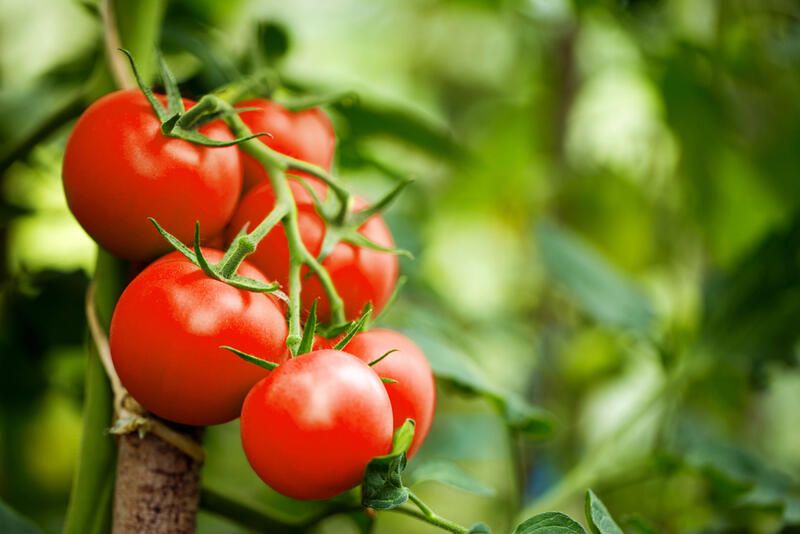 How To Grow Tomatoes: Your Full Guide - Shrubhub